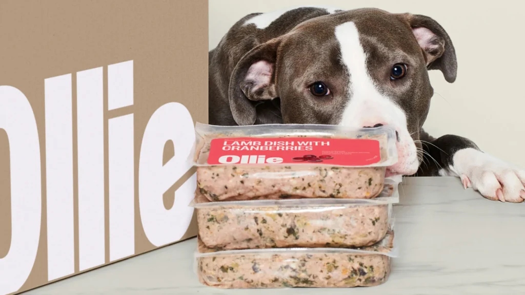 Is Ollie Dog Food Really as Nutritious as They Say? Here’s What We Discovered